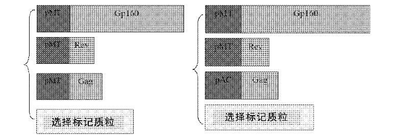 Method for producing virus-like particles by utilizing drosophila cells and application