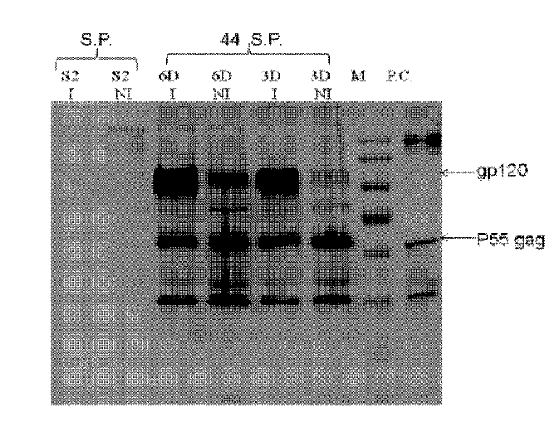 Method for producing virus-like particles by utilizing drosophila cells and application