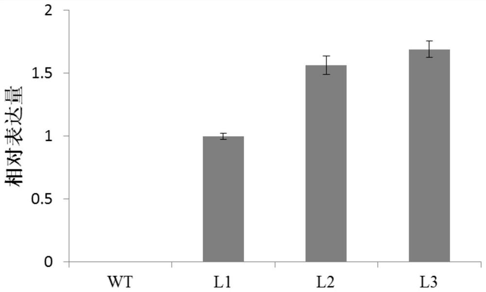 Plant seed fatty acid-related protein ghbzip67 and its encoding gene and application