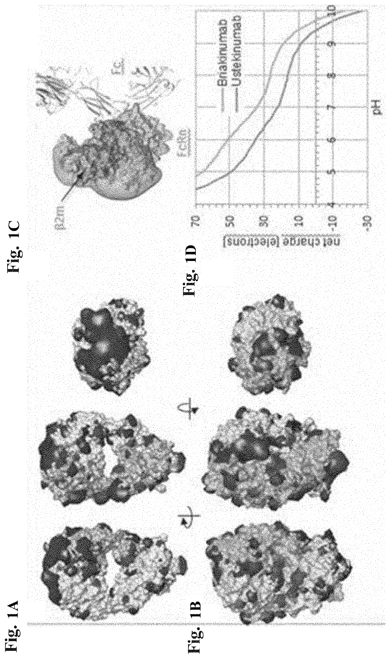 Vitro prediction of in vivo half-life