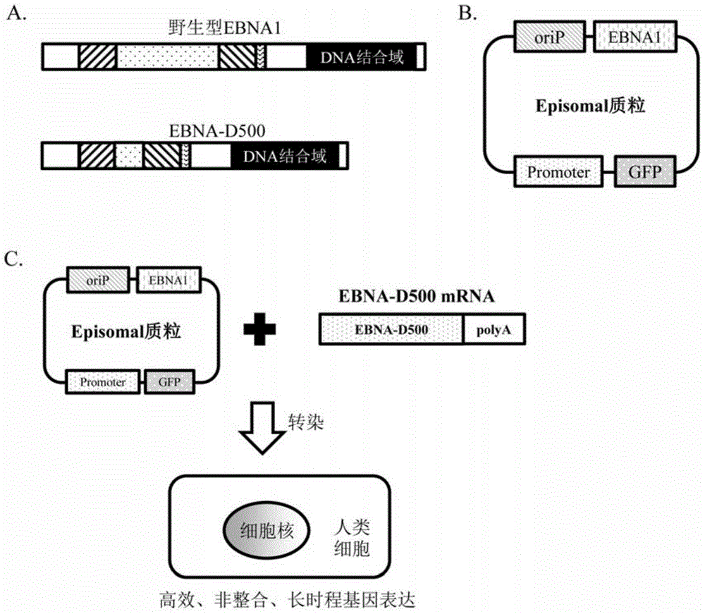 A method of enhancing non-integrated gene expression in human cells
