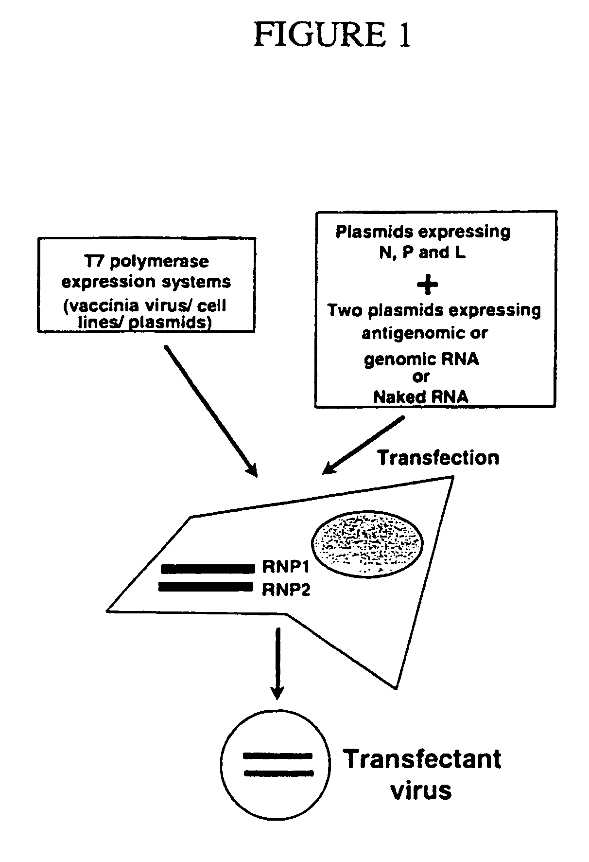 Recombinant negative strand virus RNA expression systems and vaccines