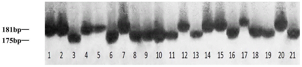 Molecular marker SSR52 of wheat few-tillering gene Ltn3 and application thereof