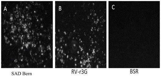 Construction and culture methods of recombinant rabies virus