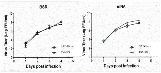 Construction and culture methods of recombinant rabies virus