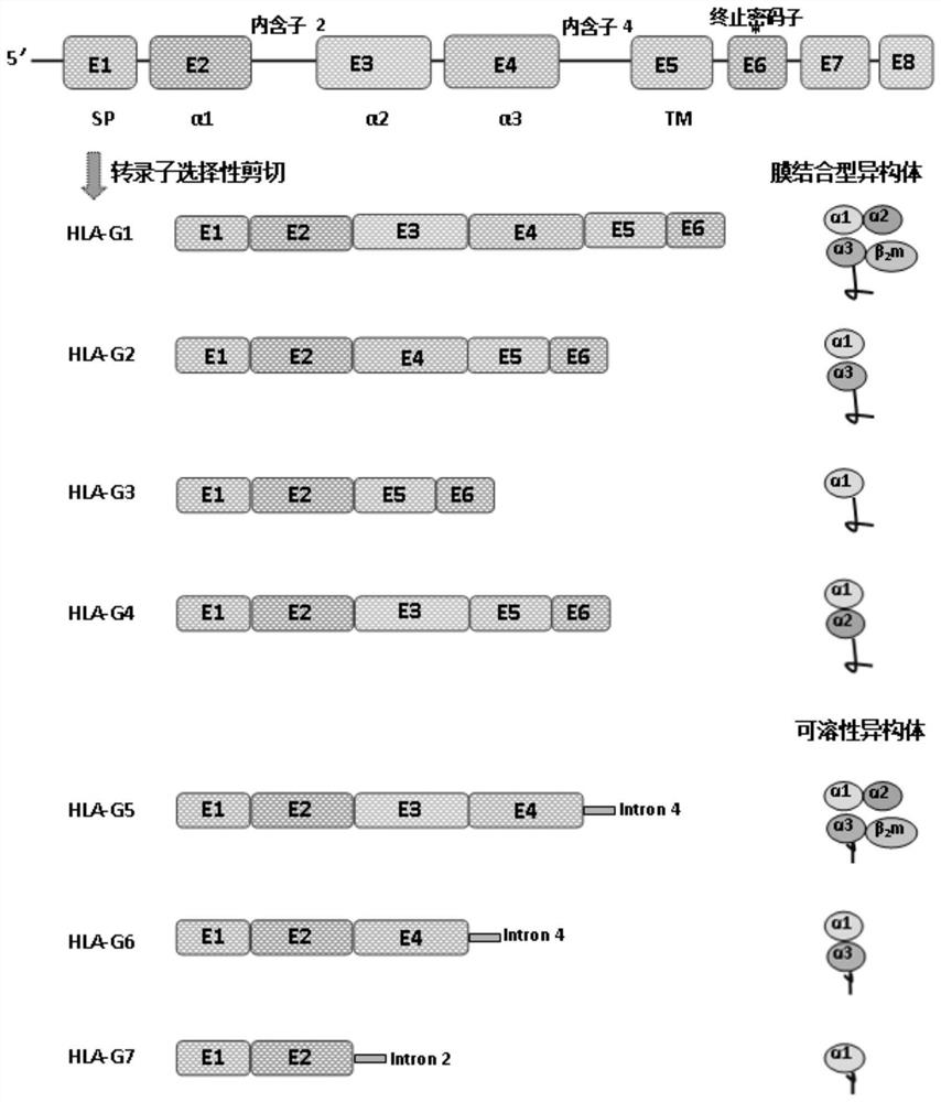 Cell strain for expressing HLA-G7 isomer standard protein and application thereof