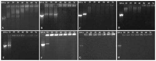 Macrocyclic polyamine amphiphile compound based on green fluorescent protein chromophore bi and its preparation method and use