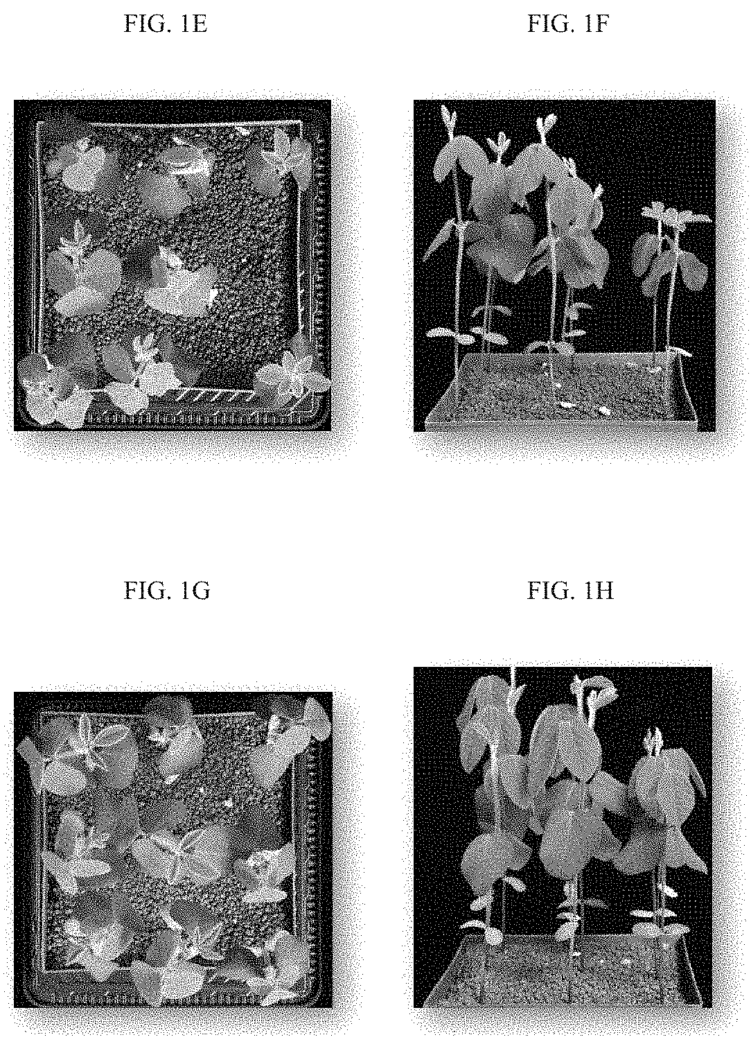 Method of promoting plant growth effects