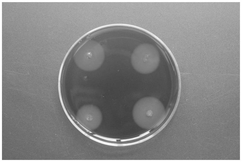 Oriental acetic acid bacterium for cellulose degradation and application thereof
