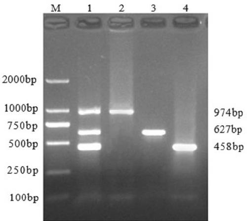 Multiple RT-PCR (reverse transcription-polymerase chain reaction) detection primer group and kit for rapidly distinguishing PEDV (porcine epidemic diarrhea virus), PDCoV (porcine deltacoronavirus) and PReoV (porcine reovirus)