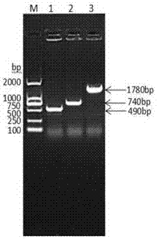 Pig albumin-interferon alpha-interleukin 2 fusion protein as well as preparation method and encoding gene thereof, and long-acting interferon