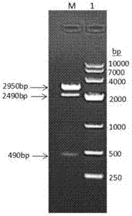 Pig albumin-interferon alpha-interleukin 2 fusion protein as well as preparation method and encoding gene thereof, and long-acting interferon