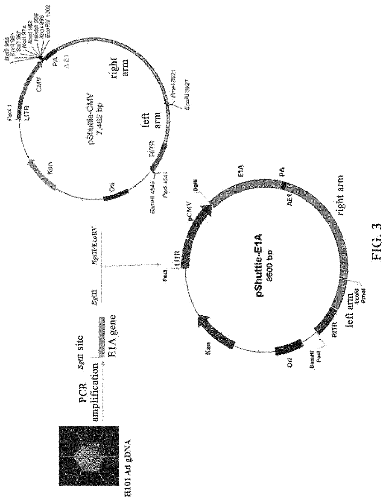 Isolated Recombinant Oncolytic Adenoviruses, Pharmaceutical Compositions, and Uses Thereof for Drugs for Treatment of Tumors and/or Cancers