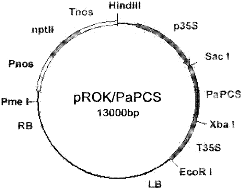Phragmites complexin gene papcs and its application