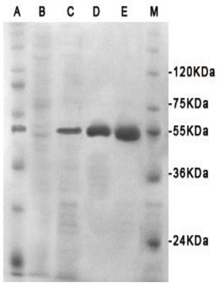 Milk, wheat, peanut and soybean allergen fused protein and construction method and application thereof