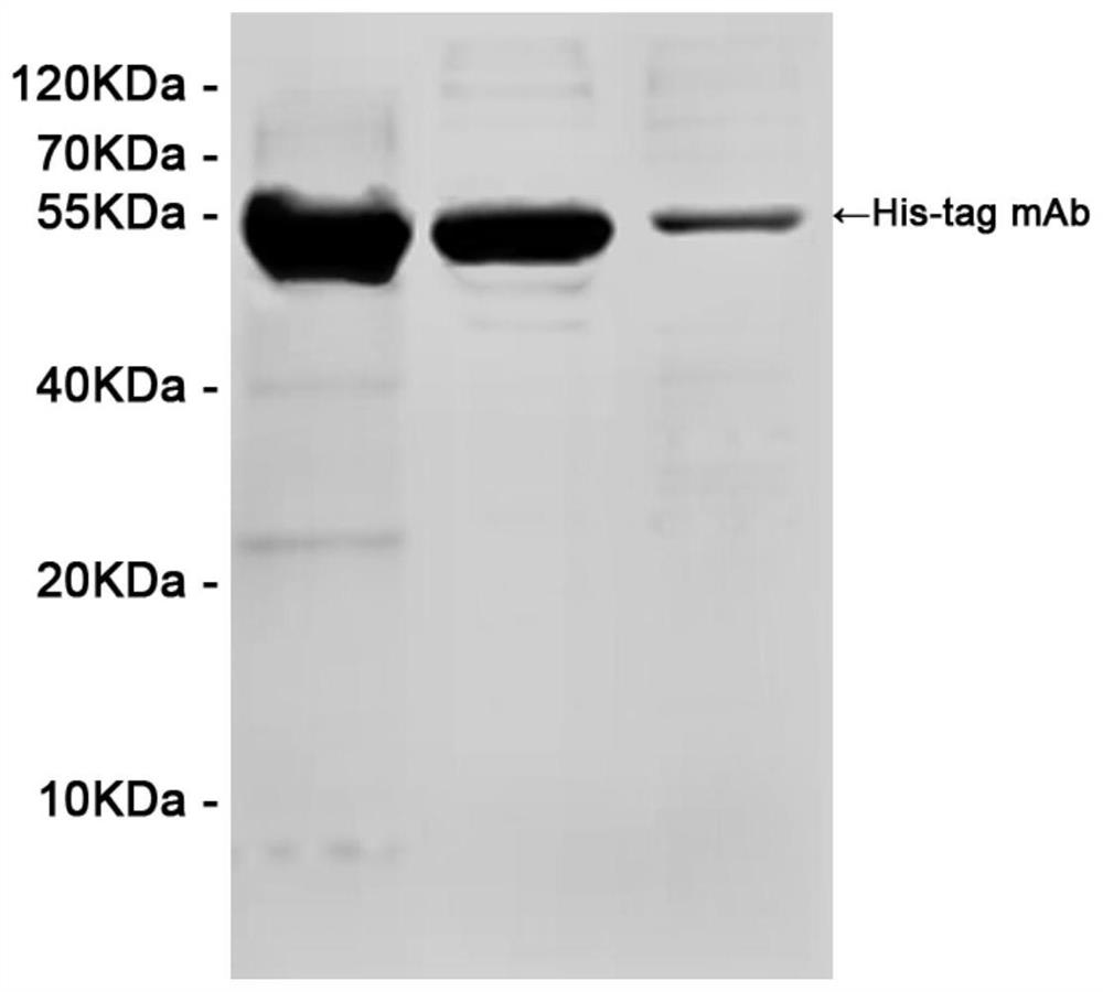 Milk, wheat, peanut and soybean allergen fused protein and construction method and application thereof