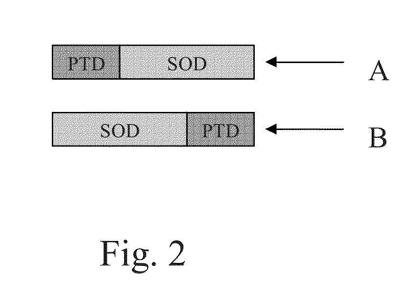 Fusion proteins and methods for treating HIV infection and aids related symptoms