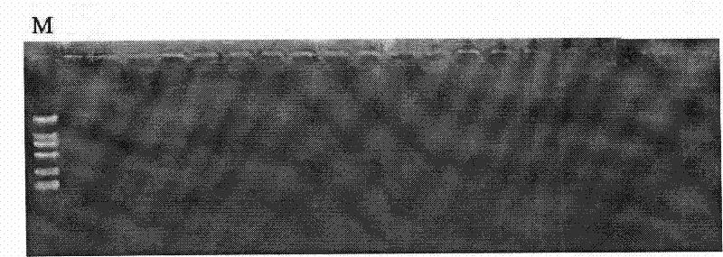 Method for identifying Rhizoma Corydalis Repentis