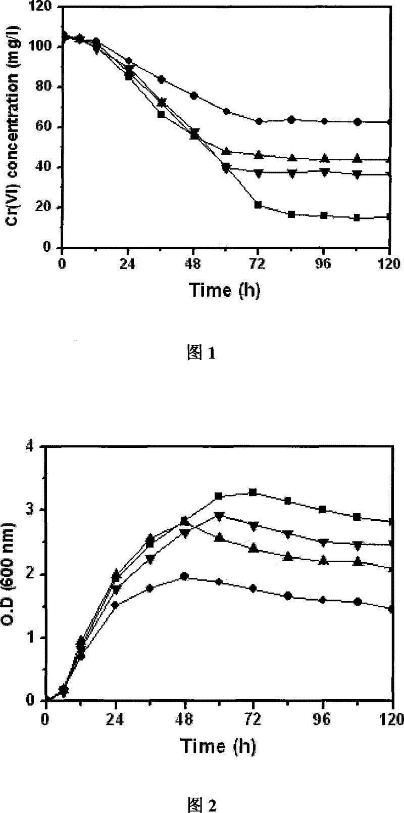 Ochrobactrum CTS-325 and culture method thereof and application thereof in reduction of hexavalent chromium