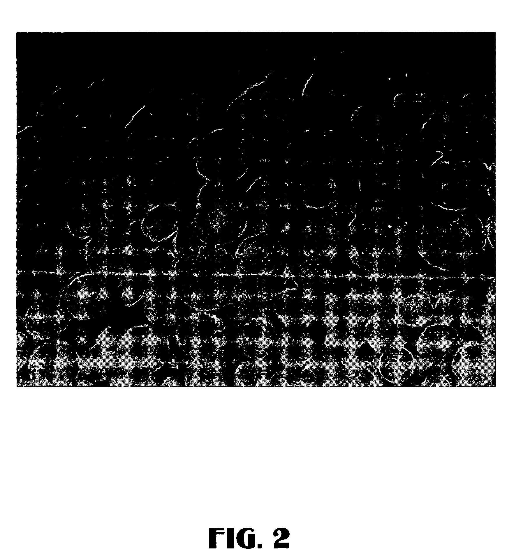 Ziegler-natta catalyst and method for making and using same
