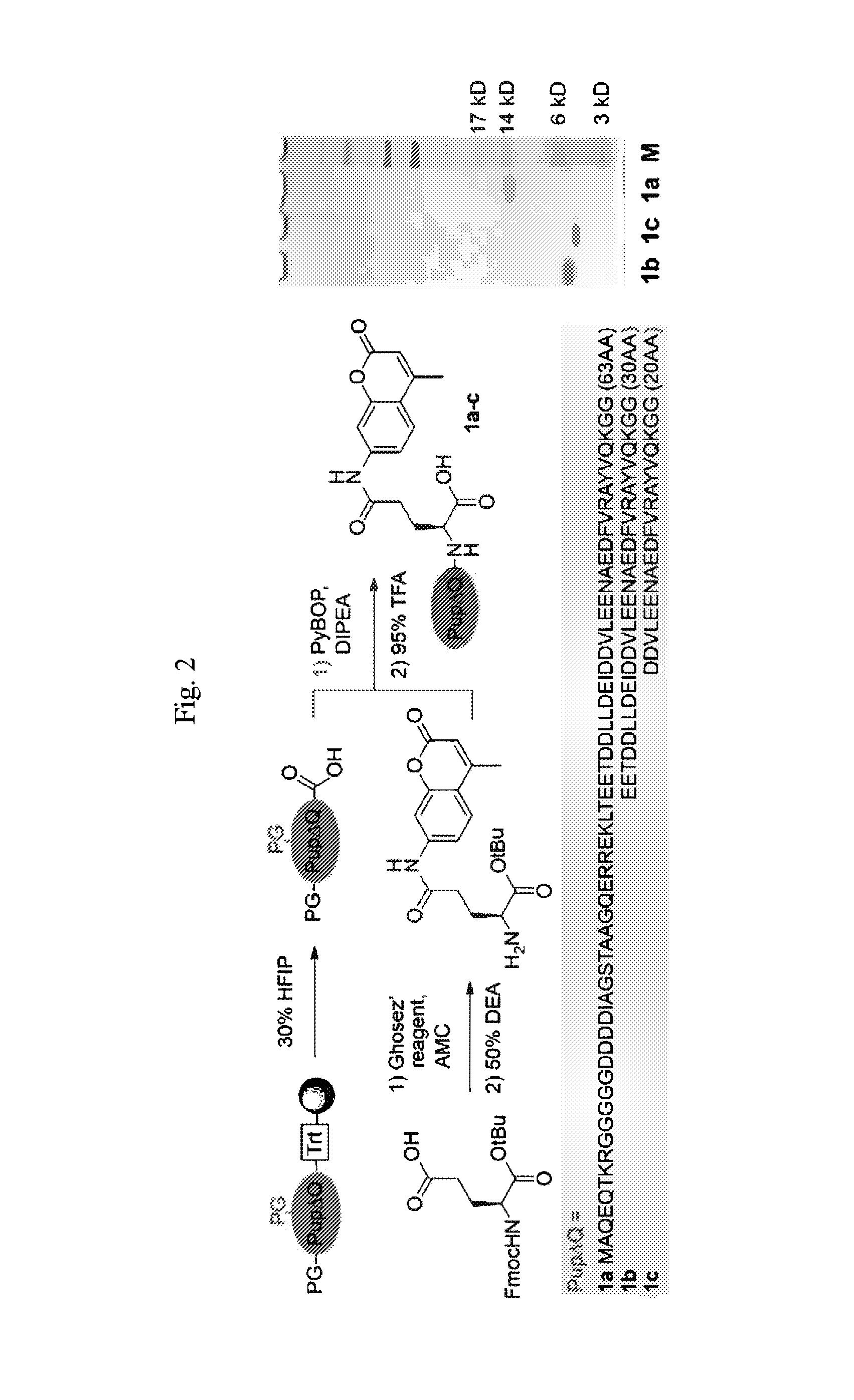 Modified prokaryotic ubiquitin-like protein and methods of use thereof