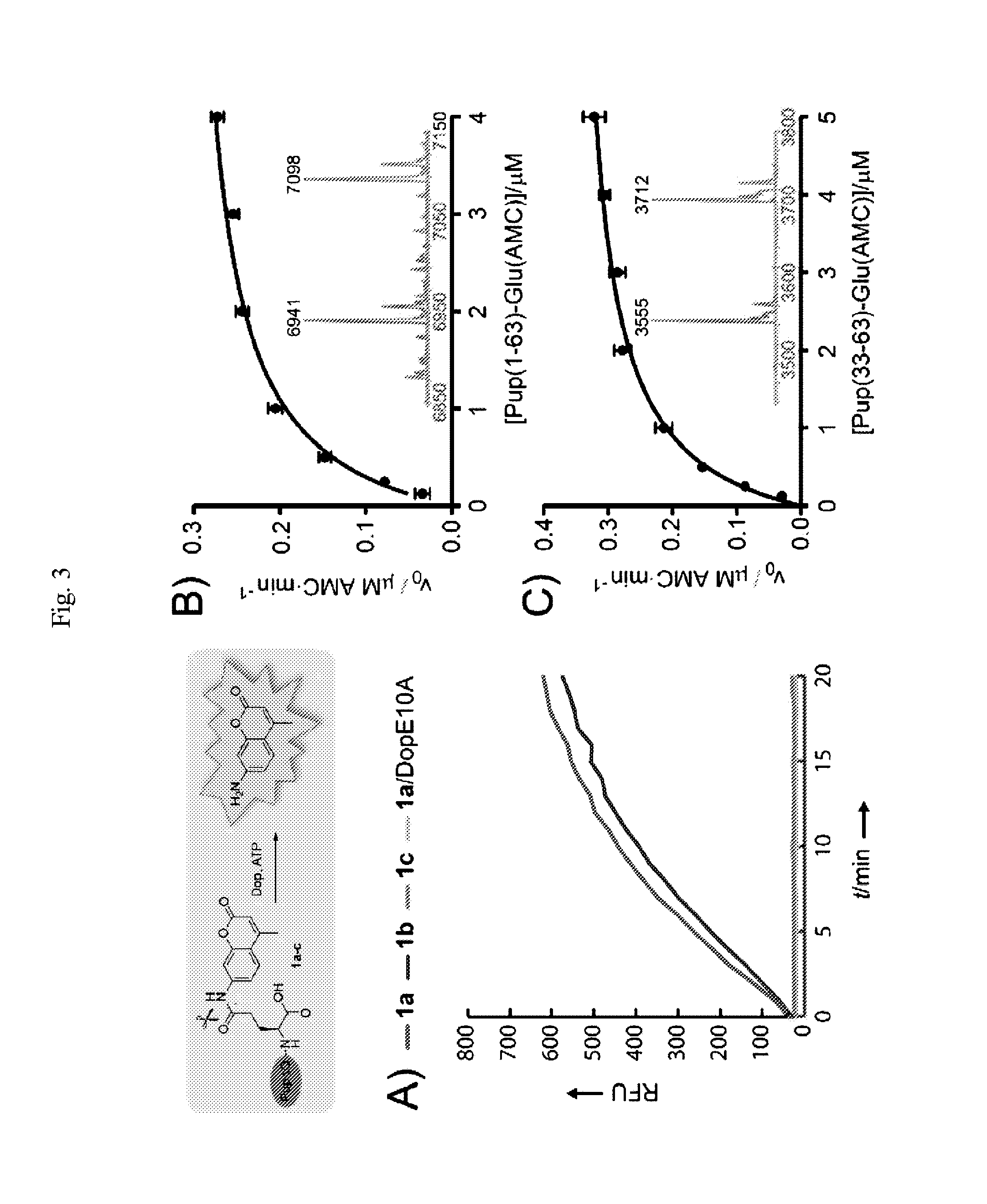 Modified prokaryotic ubiquitin-like protein and methods of use thereof