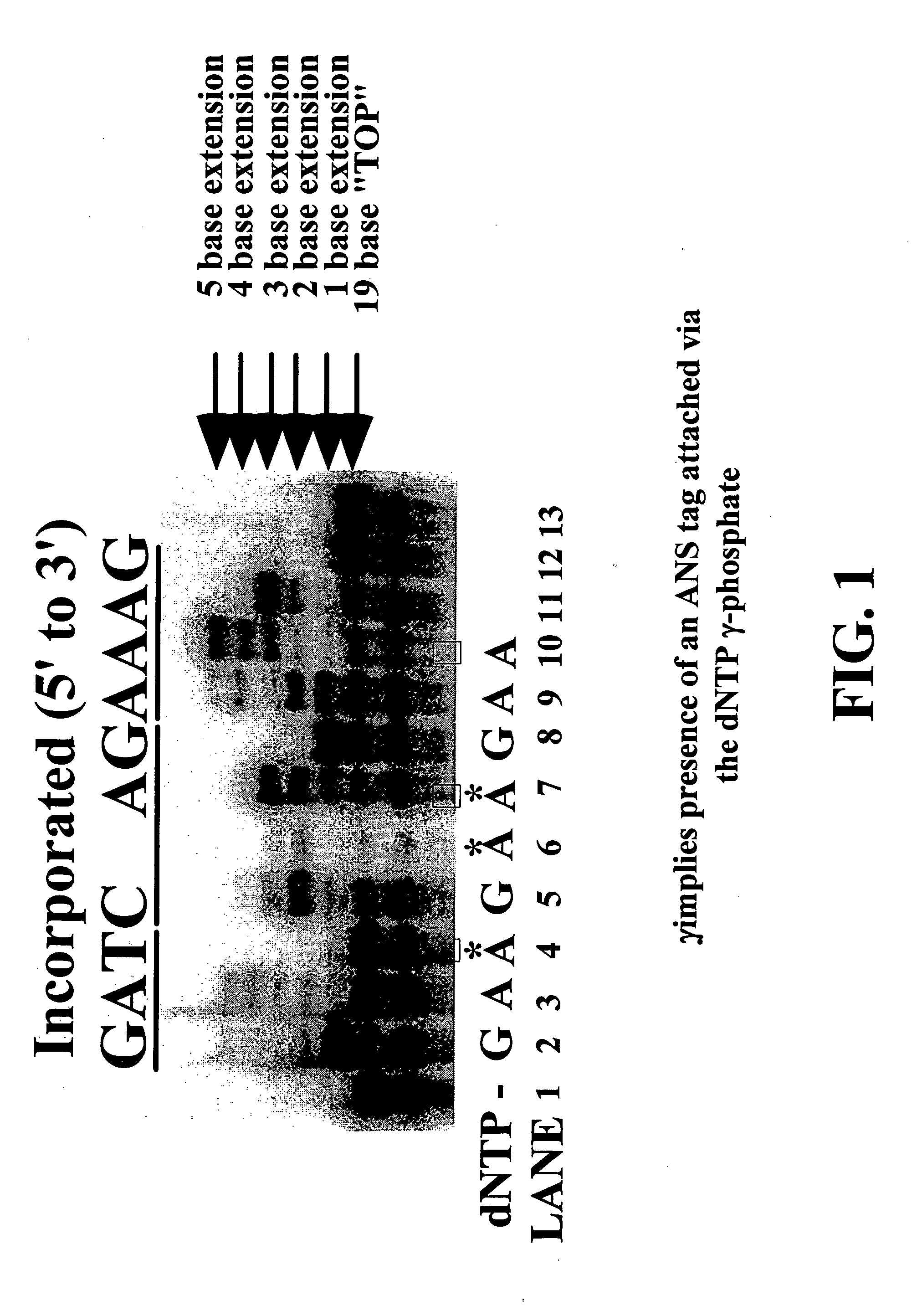 Enzymatic nucleic acid synthesis: methods for direct detection of tagged monomers