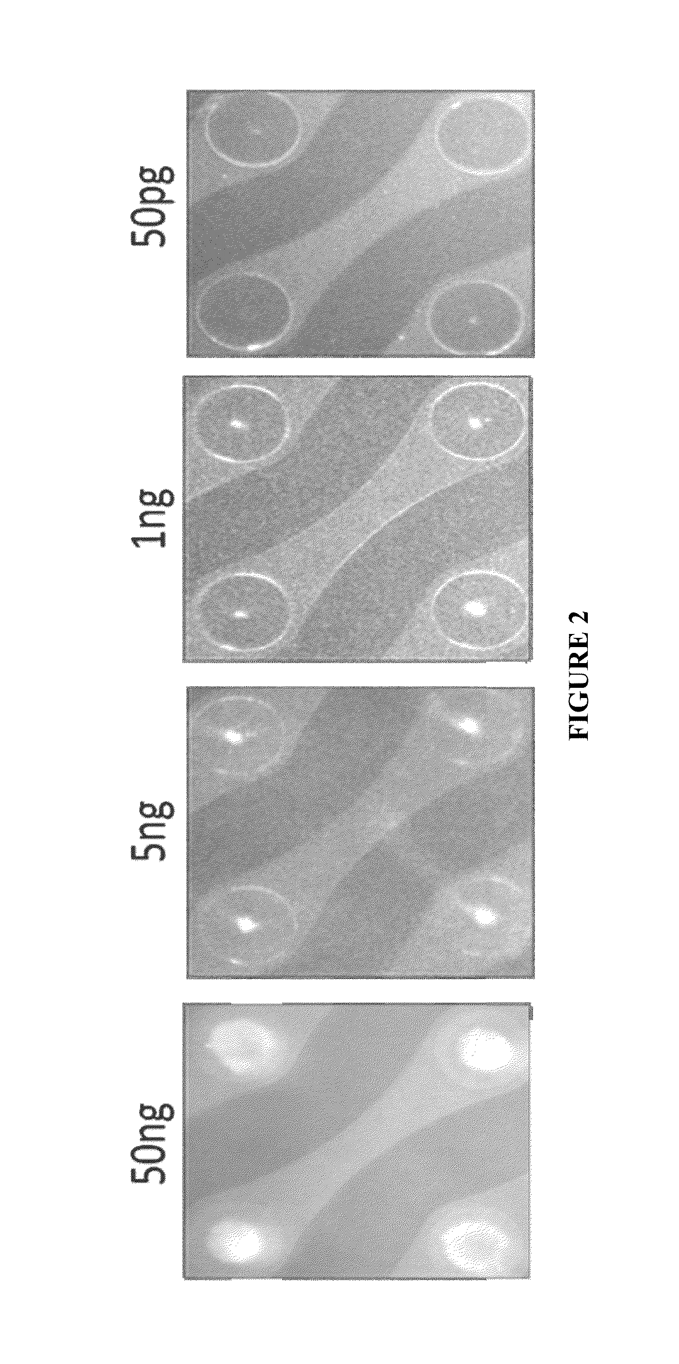 Nucleic acid sample preparation