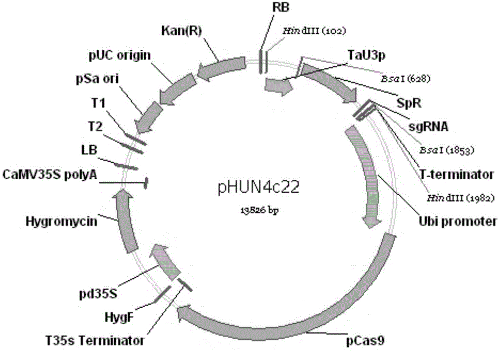 Backbone plasmid vector and application thereof