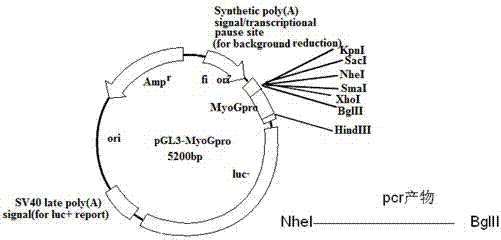 Method for increasing activity of myogenin (MyoG) gene promoter