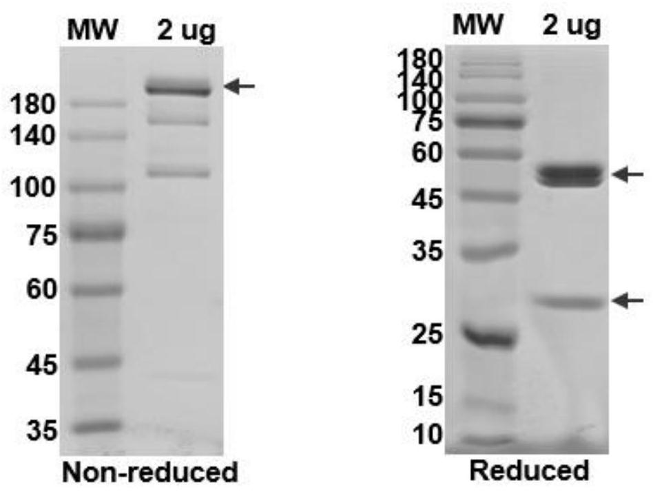 Bispecific fusion protein antibody for the treatment of intestinal cancer and its application
