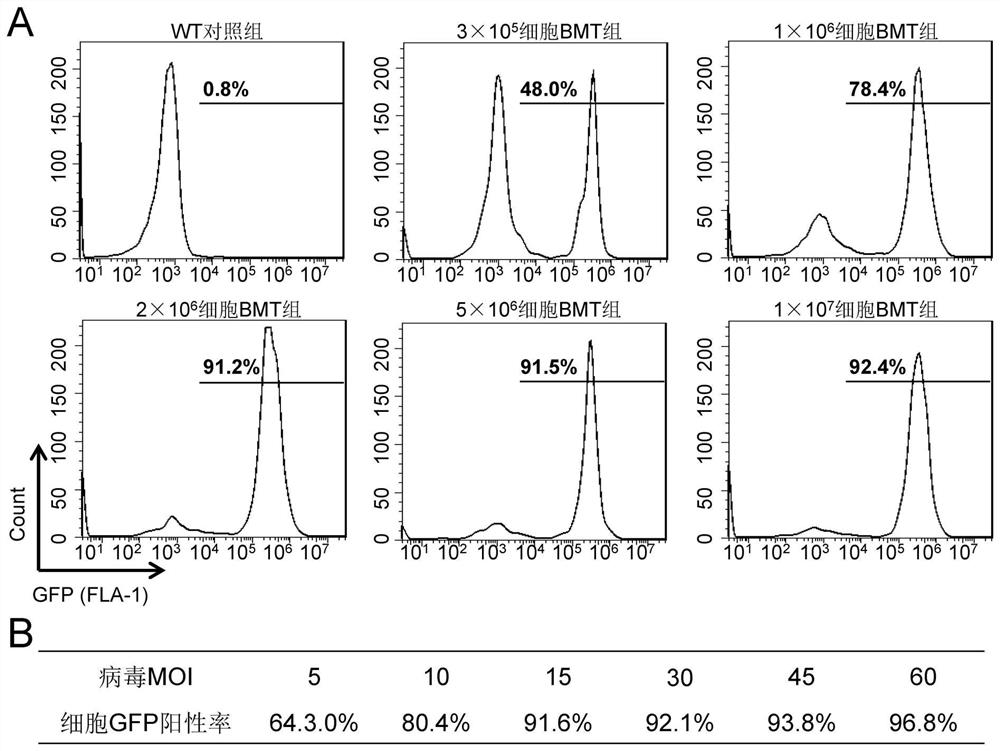 A method for constructing bone marrow cell drp1 gene-specific knockdown mouse model