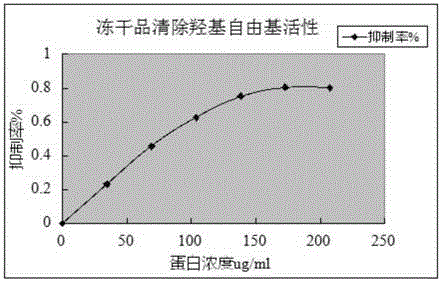 Method for isolating protein with antioxidant activity from leech freeze-dried product