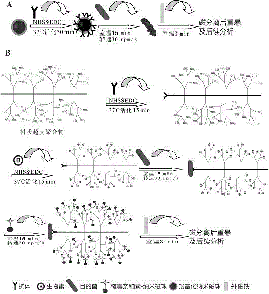 High-efficiency rapid vibrio parahemolyticus enrichment and separation method