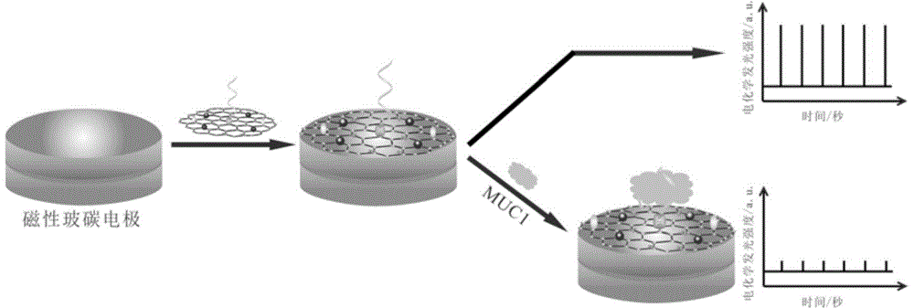 Preparation method and application of electrochemiluminescence aptamer sensor for detecting tumor marker MUC1