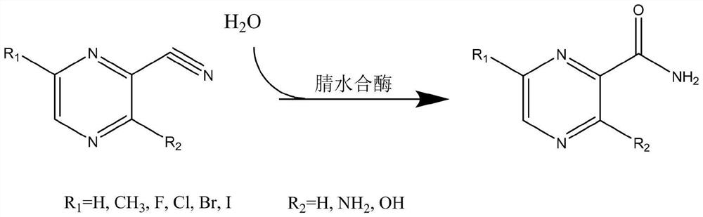 Application of nitrile hydratase from Sinorhizobium meliloti in preparation of amide pyrazine compound