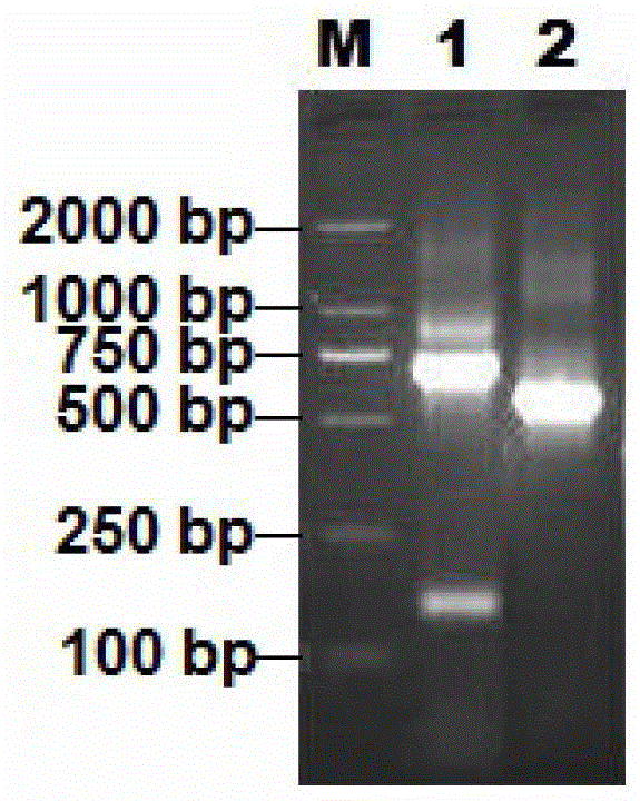 Gene of lygus lucidum polygalacturonase (PG) and application of gene