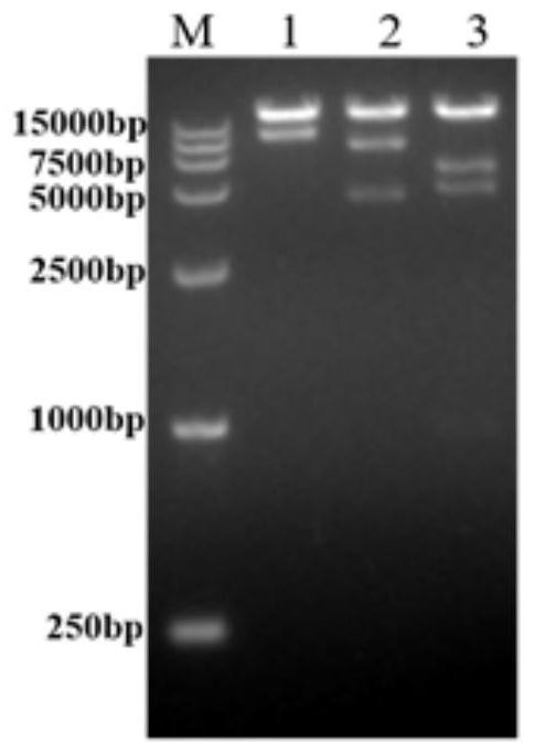 Respiratory syncytial virus full-length pre-fusion glycoprotein nucleotide sequence, recombinant adenovirus vector and application product thereof