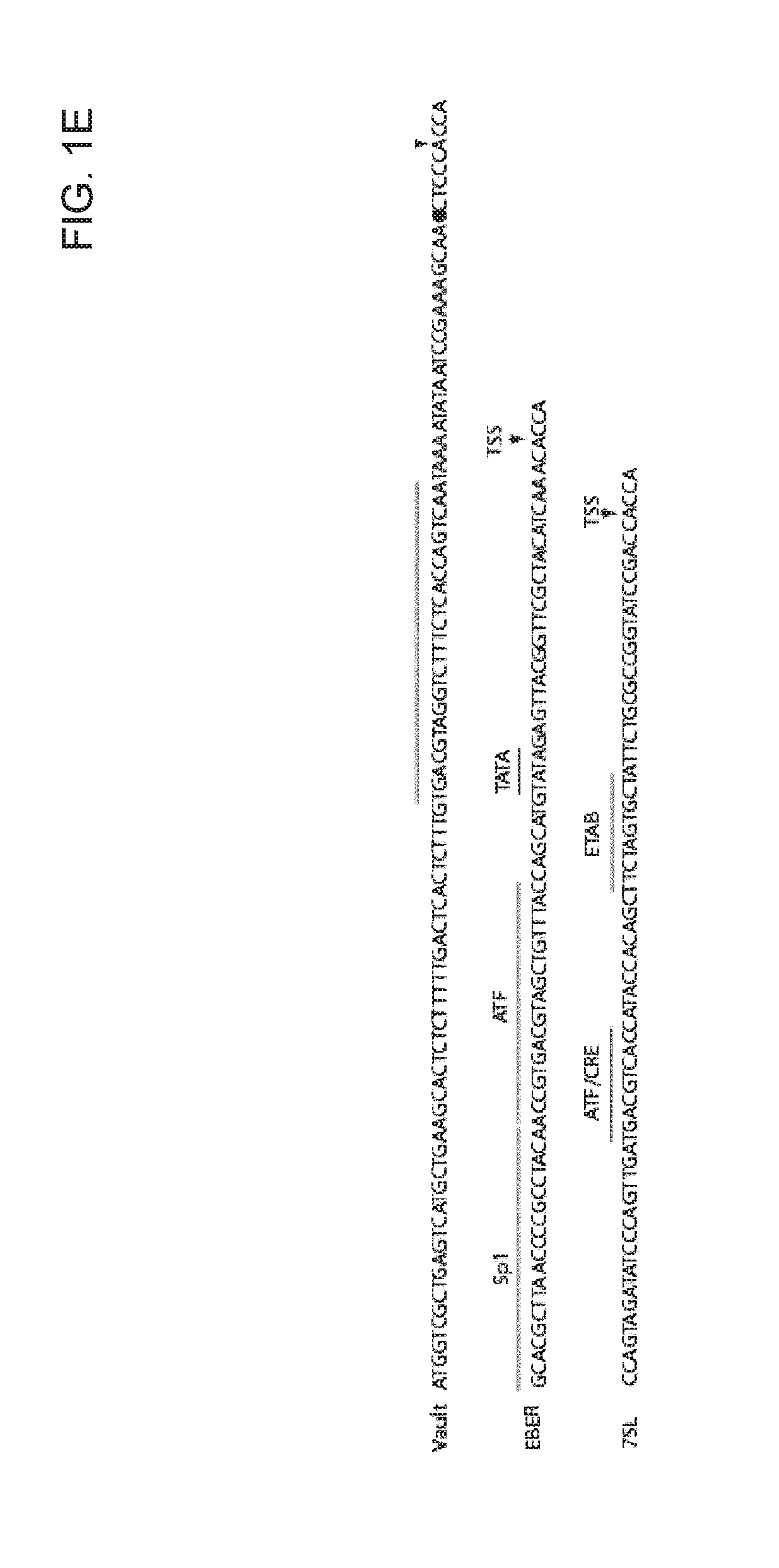 Nucleic acid molecules