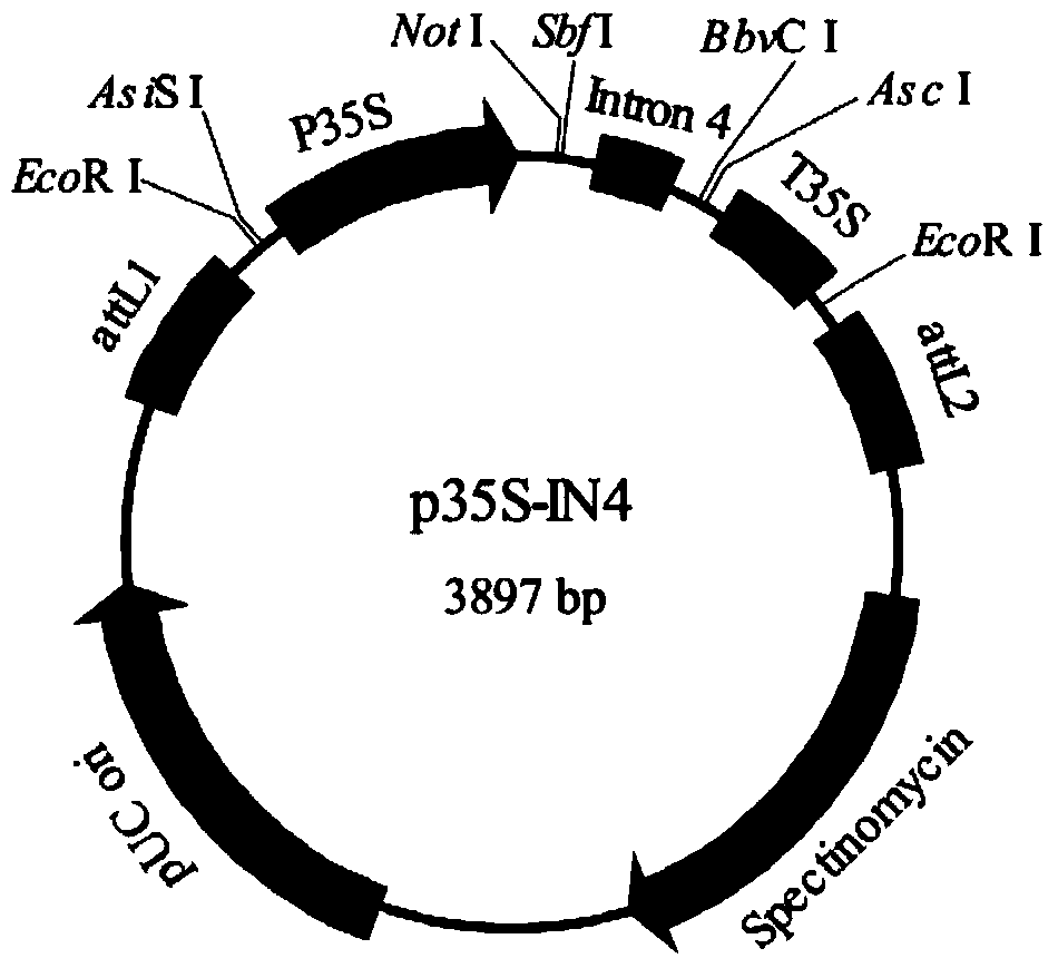 RNAi expression vector of Plutella xylostella tor gene and its construction method and application