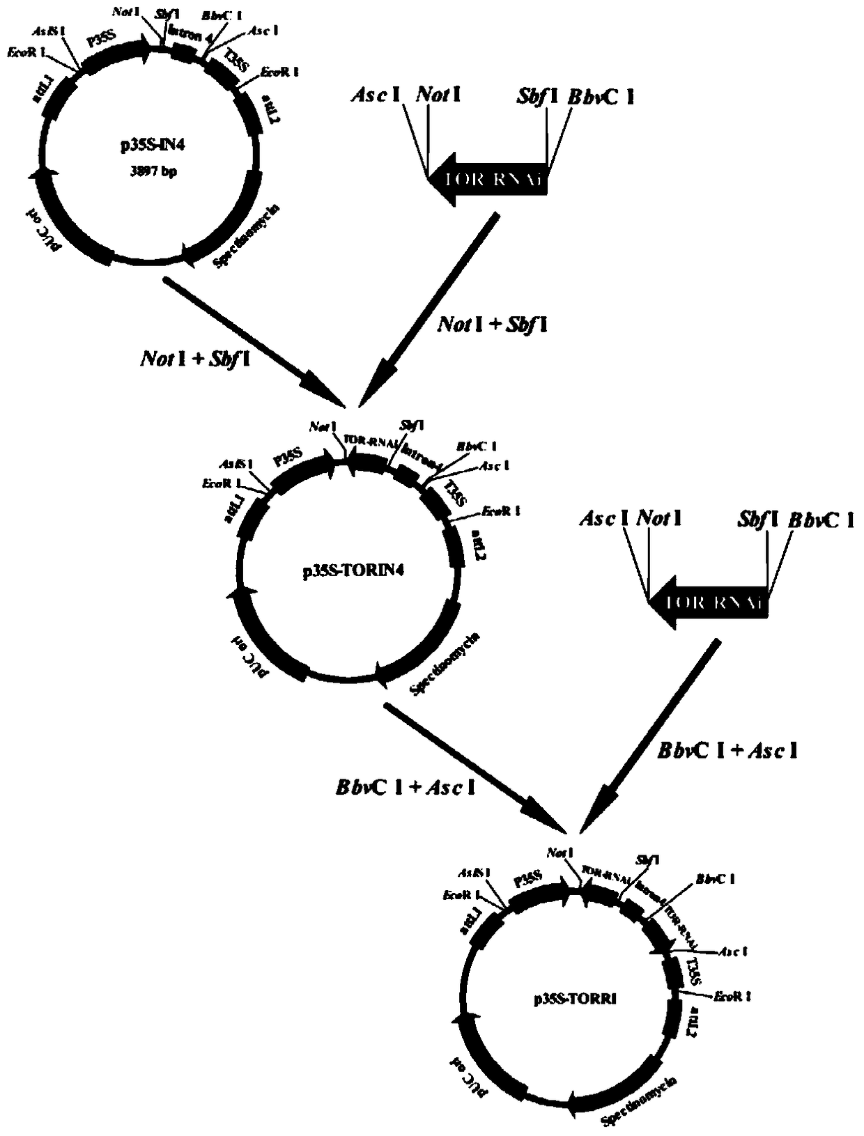 RNAi expression vector of Plutella xylostella tor gene and its construction method and application