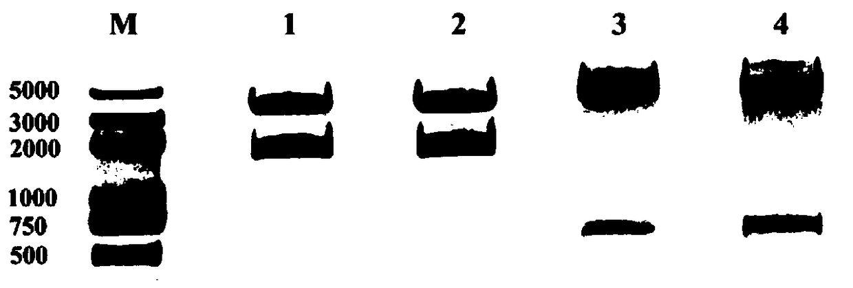 RNAi expression vector of Plutella xylostella tor gene and its construction method and application