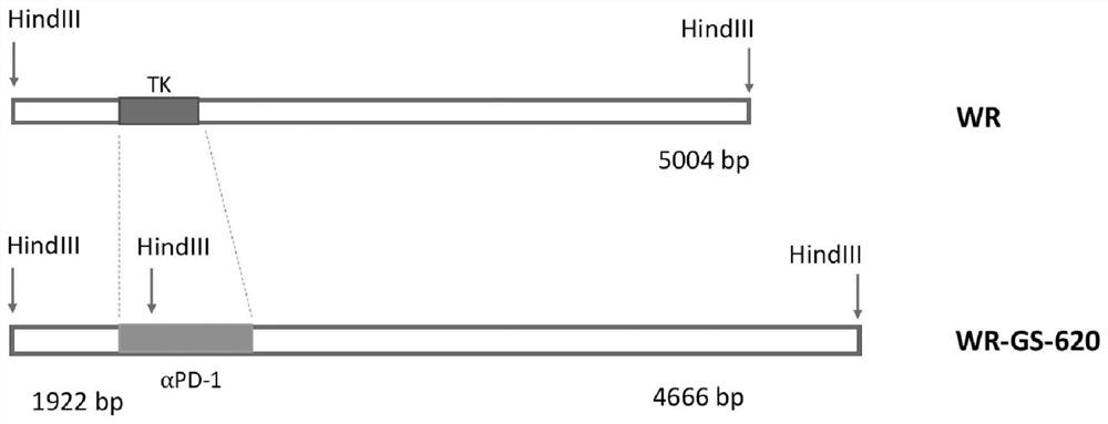 Modified oncolytic virus, composition and use thereof