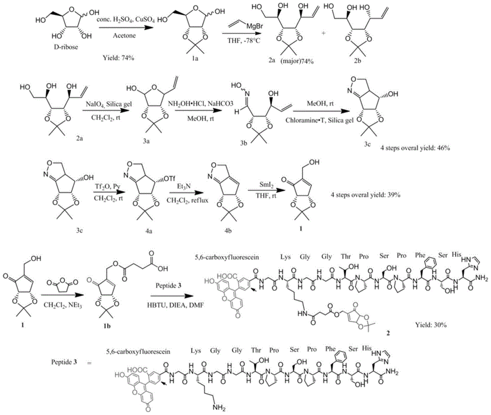 Method for drug release by cleavage of ester bond