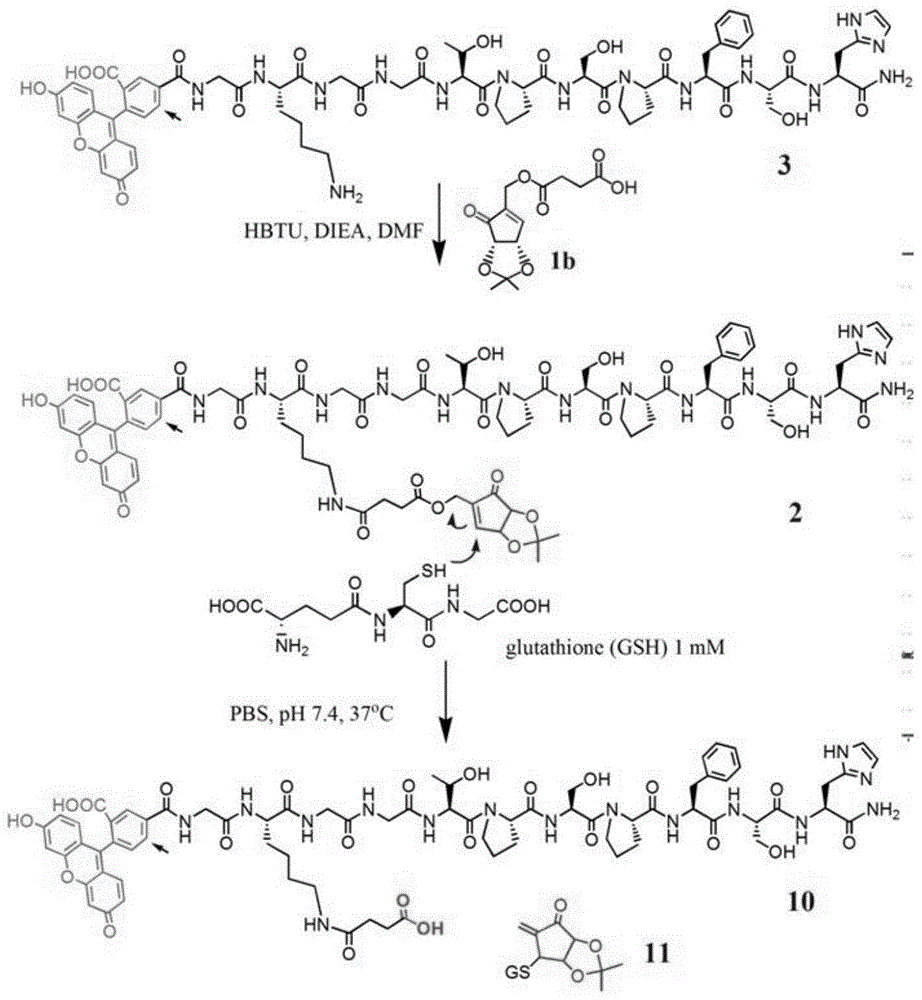 Method for drug release by cleavage of ester bond