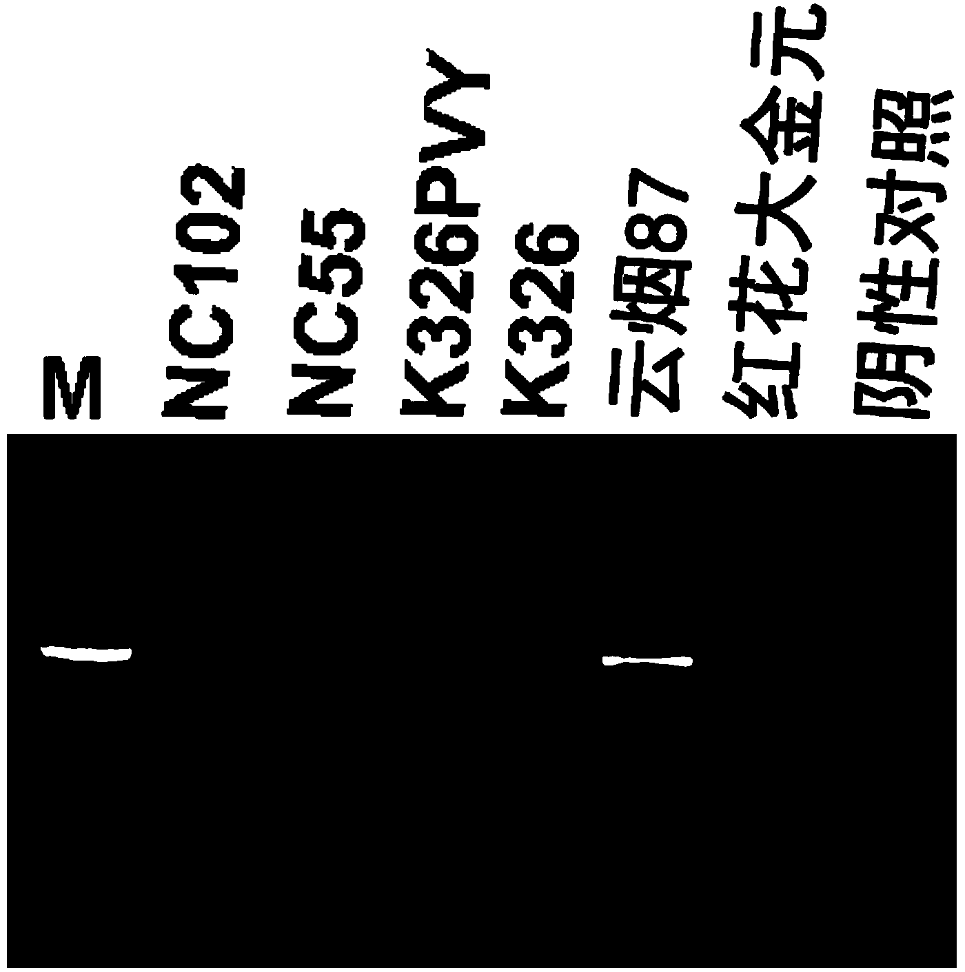 Molecular marker for identifying potato virus Y (PVY) resistance of tobacco