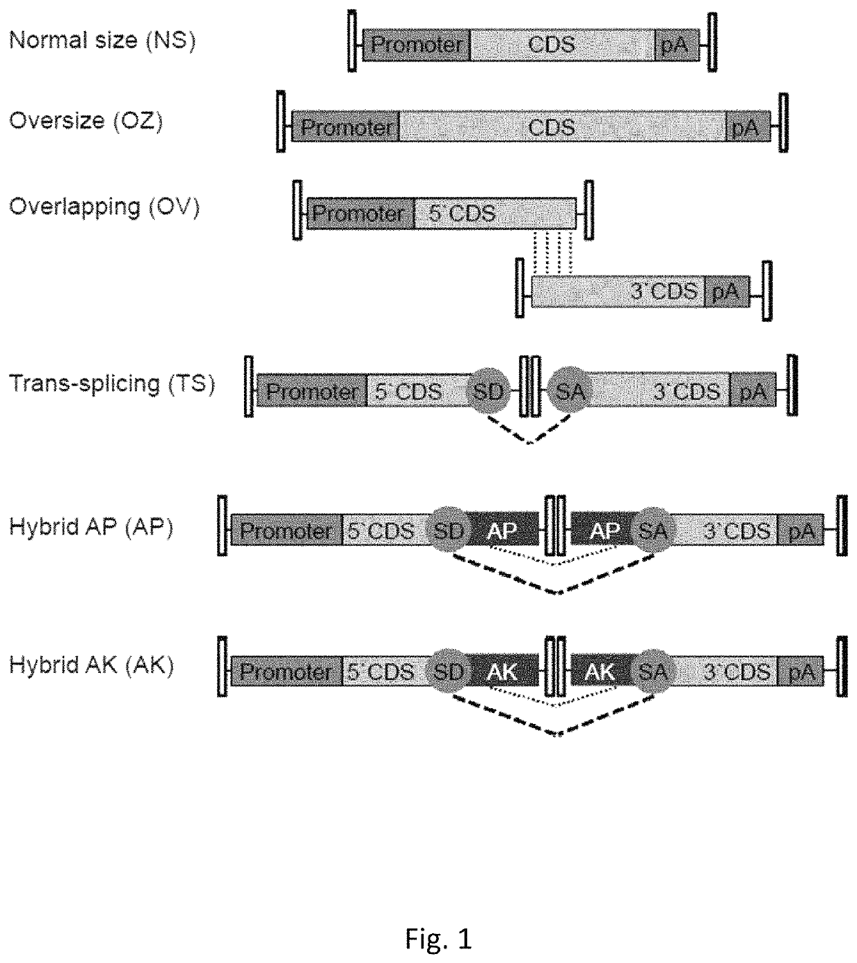 Effective delivery of large genes by dual AAV vectors