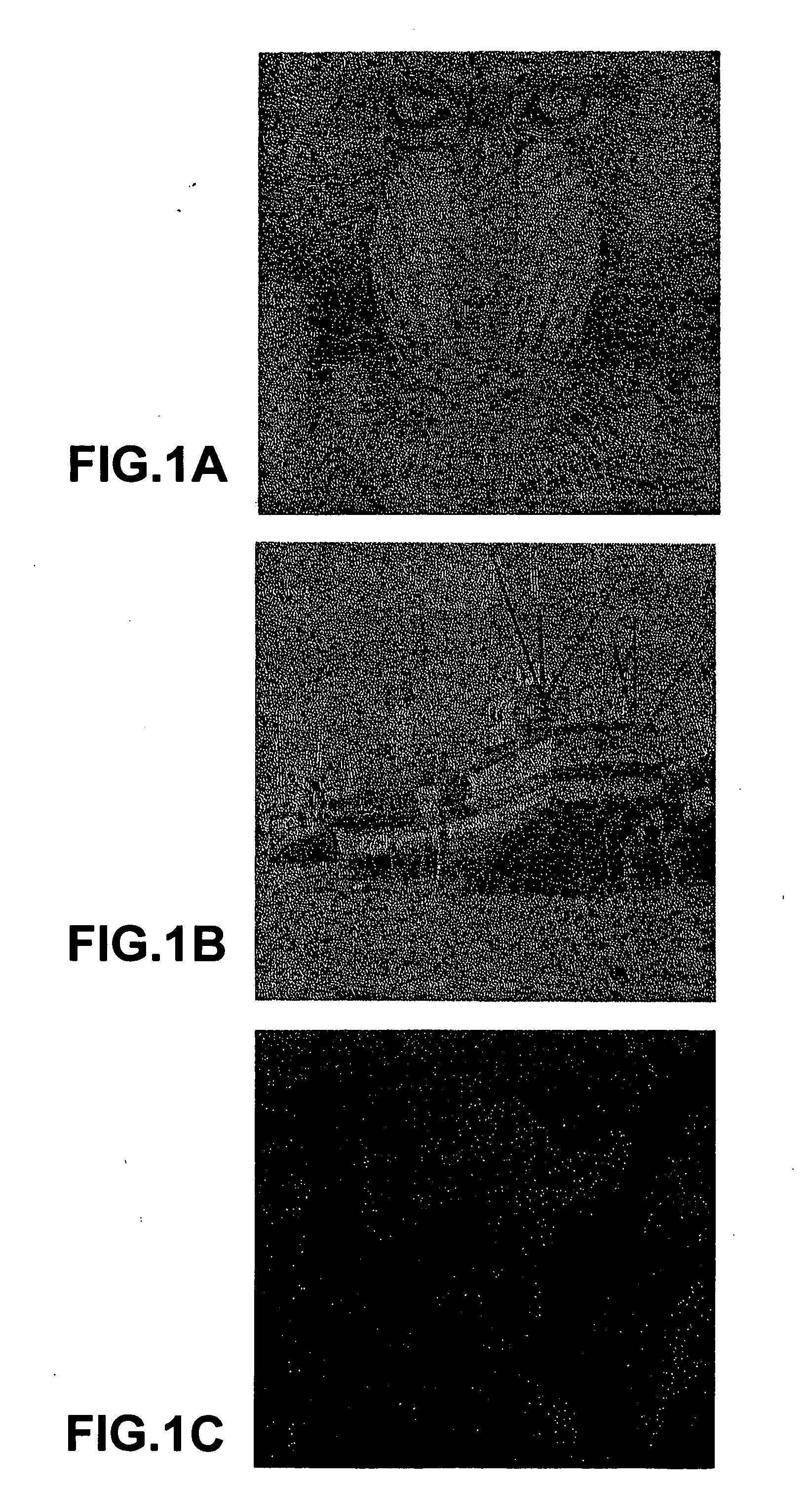 Method and system for embedding an image into two other images