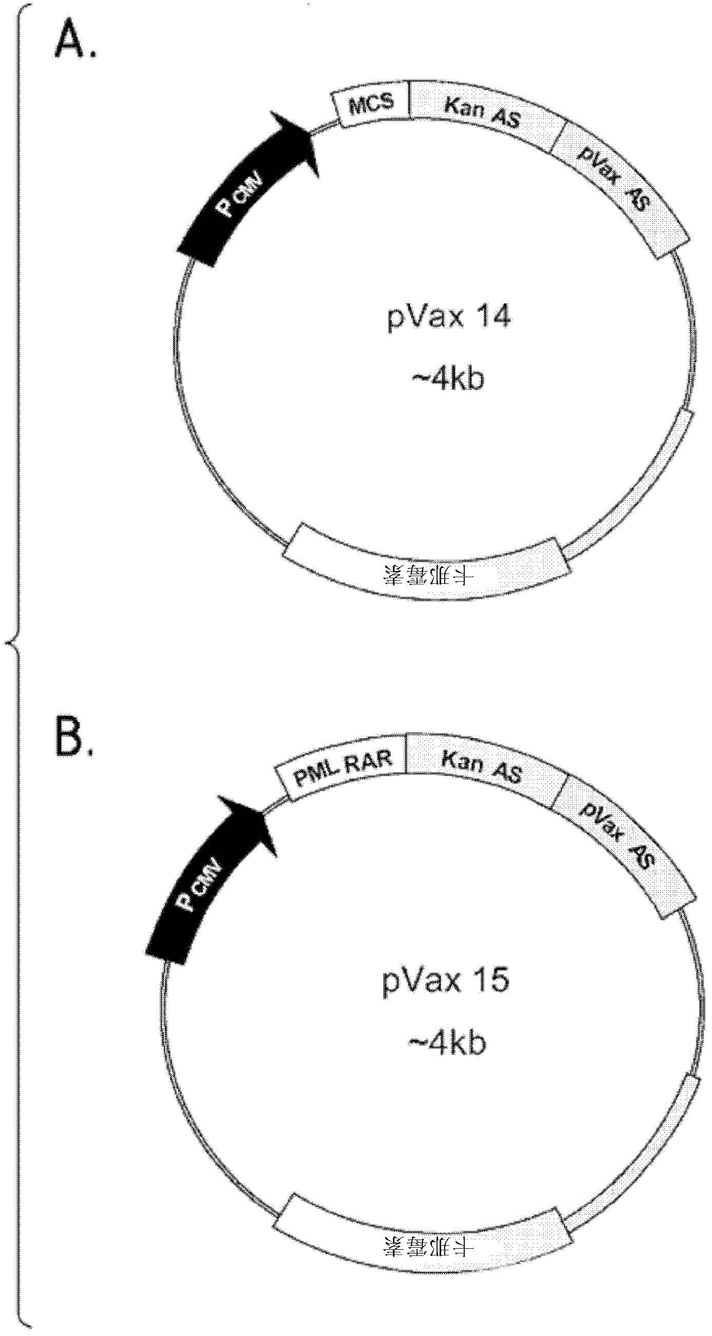 Kanamycin antisense nucleic acid for the treatment of cancer