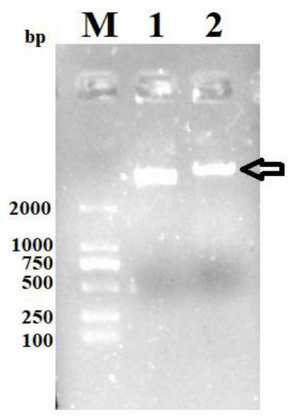 Paralichthys olivaceus SOCS3 gene and eukaryotic expression vector, expression system and heterologous expression method thereof